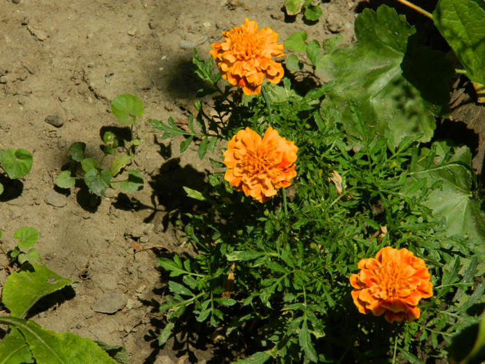 DSCN9756 - IUNIE 2 2012
