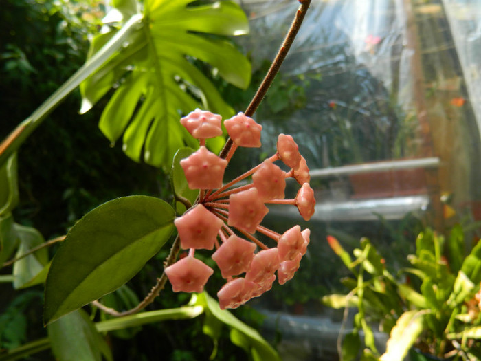 DSCN9759 - IUNIE 2 2012