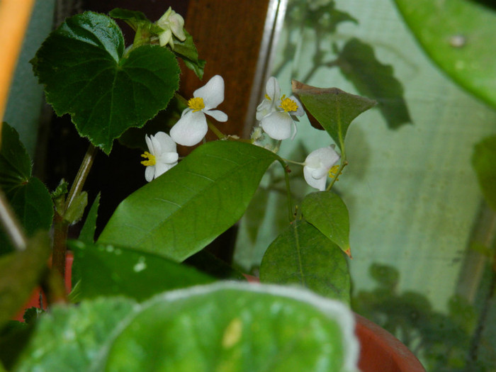 DSCN9777 - IUNIE 2 2012