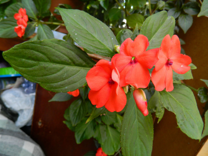 DSCN9779 - IUNIE 2 2012