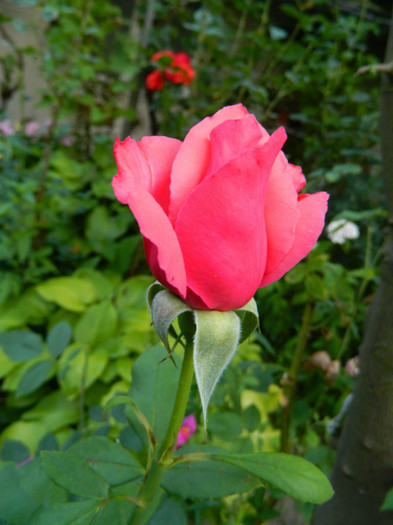 DSCN9796