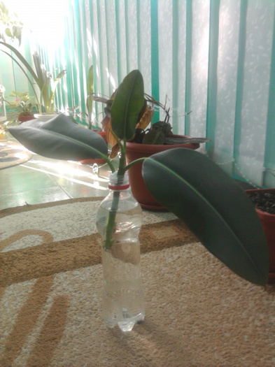 ficus la inradacinat - florile mele