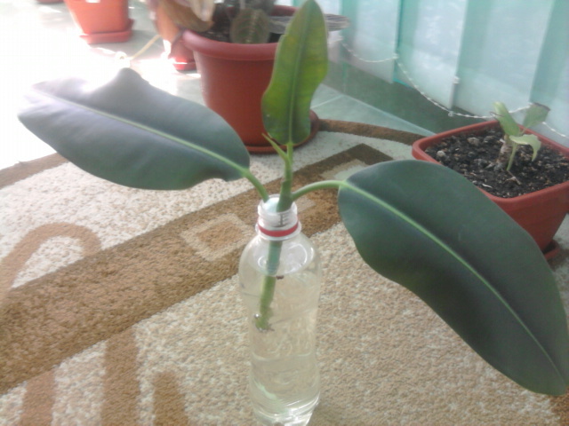 ficus la inradacinat - florile mele