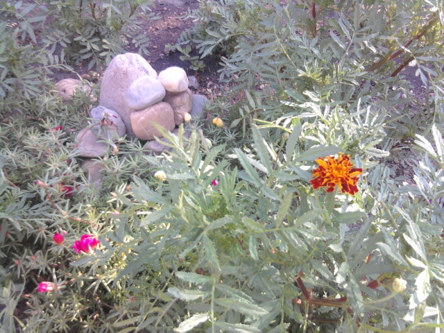  - florile mele