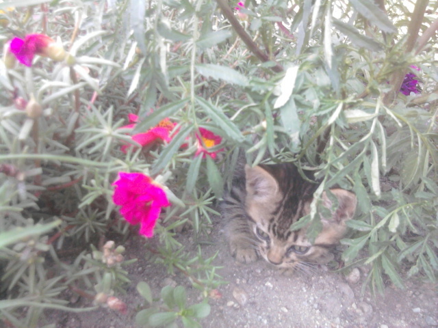  - florile mele