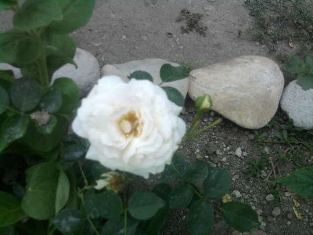 trandafir agatator - florile mele