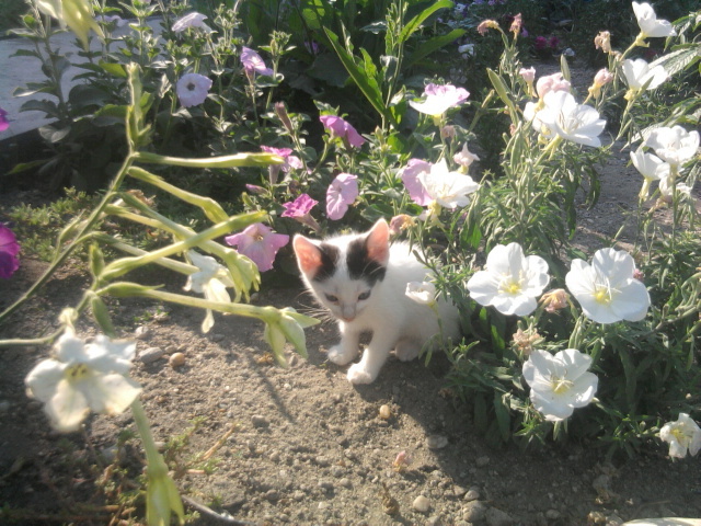 oto si florile - florile mele