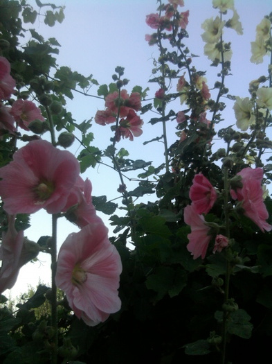 nalba de gradina - florile mele