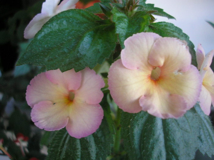 P7020423