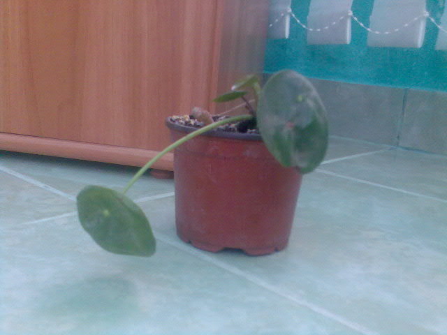  - florile mele