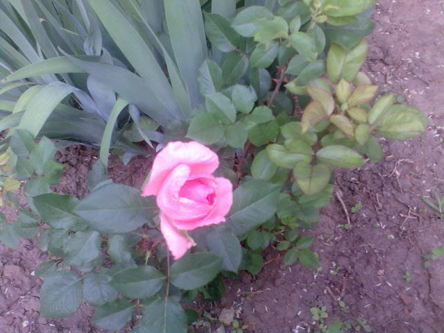 trandafir roz - florile mele