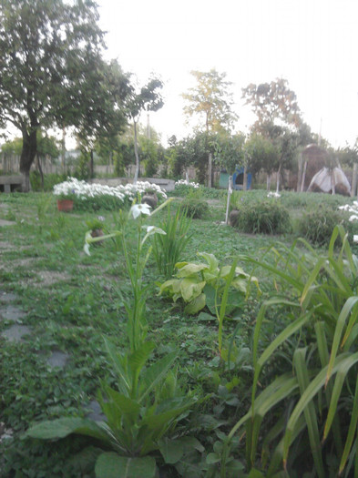 curtea - florile mele