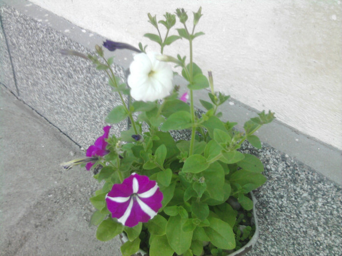petunii - florile mele