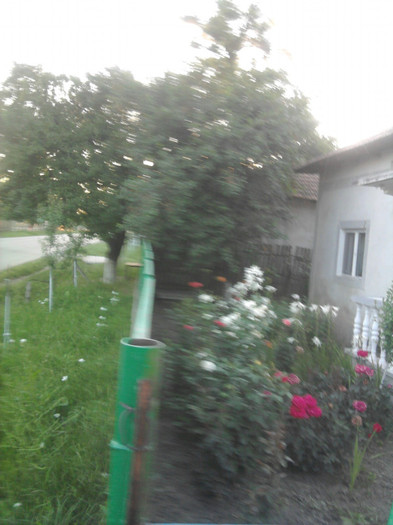  - florile mele