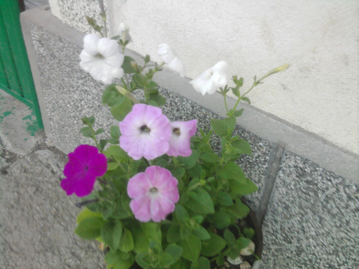 petunii - florile mele