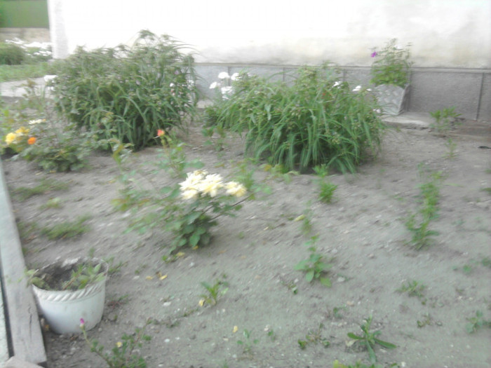 gradina cu flori, acum ceva timp in urma - florile mele
