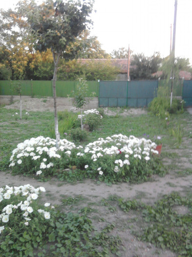 curtea - florile mele