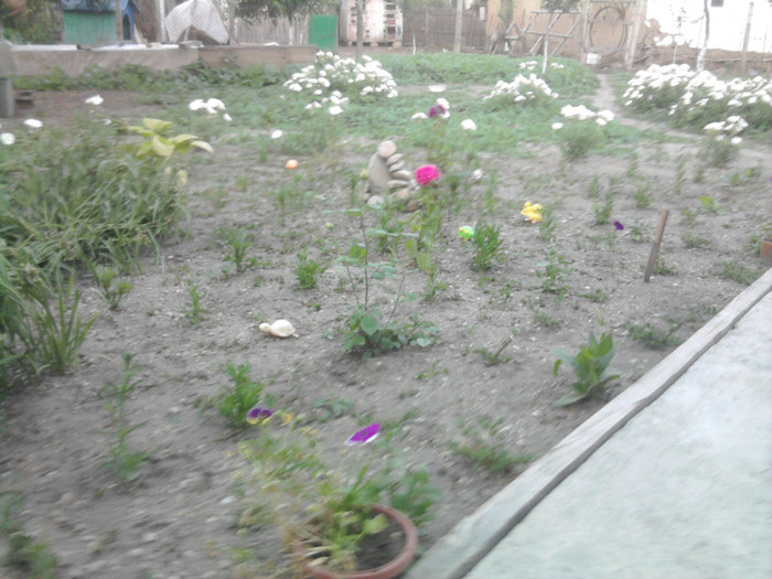  - florile mele