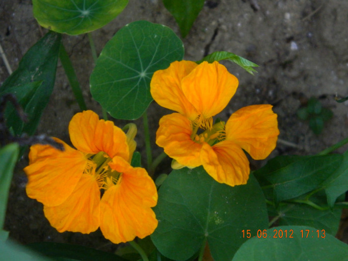 086 - 6_IUNIE