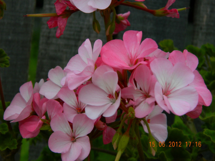 093 - 6_IUNIE