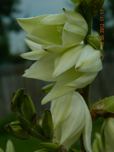 095 - 6_IUNIE