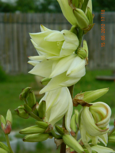 096 - 6_IUNIE
