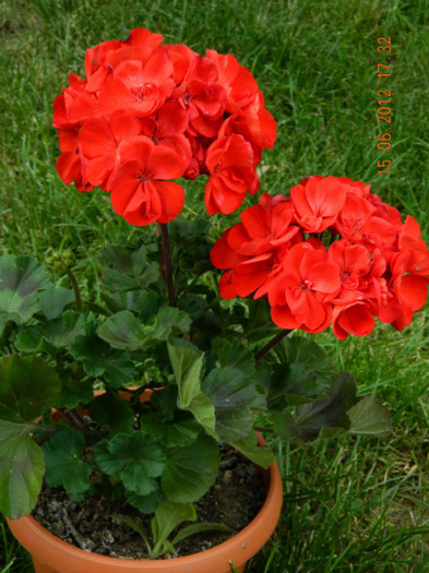 122 - 6_IUNIE
