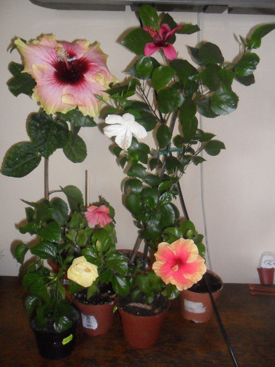 Hibiscus grup - Hibiscus 2012-1