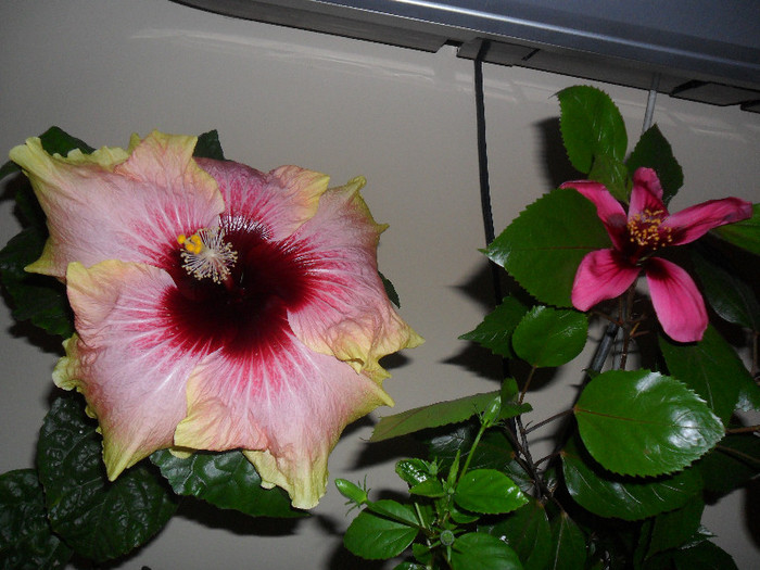 Hibiscus Tahitian Quinn   Fijian Island - Hibiscus 2012-1