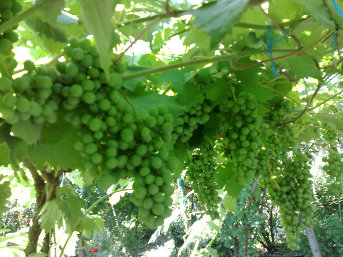 02072012 la bolta anul 4 din butasi - VITA DE VIE 2012