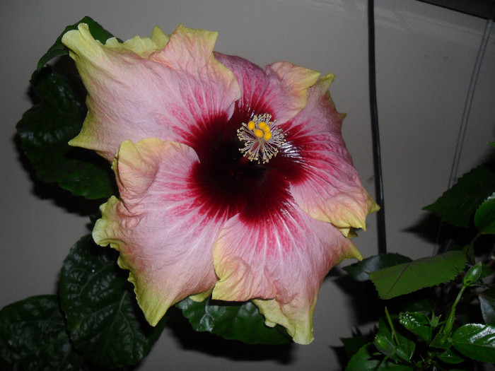 Hibiscus Tahitian Quinn - Hibiscus 2012-1