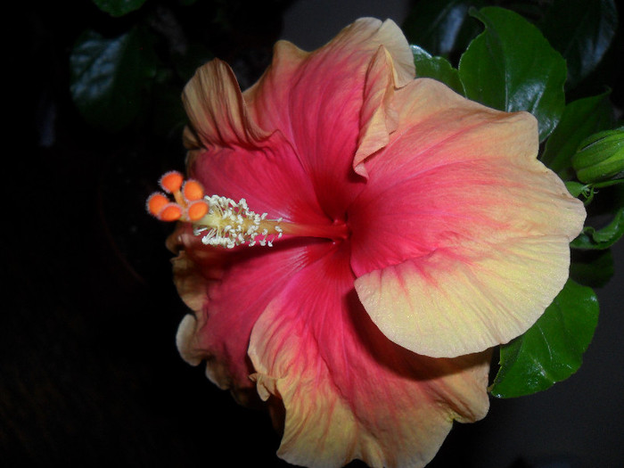 Hibiscus June's Dragon