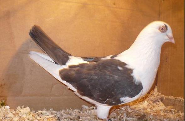 Data in Cobadin la Osbai - D- Porumbei JUCATORI DE GALATI VANDUTI Album 1