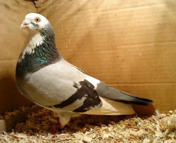 Dat in Bucuresti la Prismareanu - D- Porumbei JUCATORI DE GALATI VANDUTI Album 1