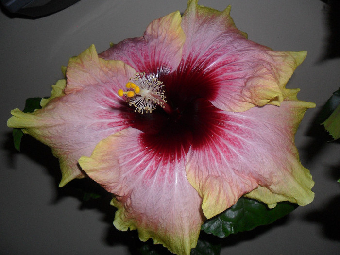 Hibiscus Tahitian Quinn - Hibiscus 2012-1