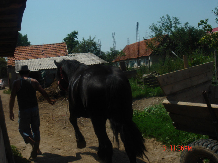 DORU - ARMASAR ARDENEZ CU IAPA ROMANEASCA