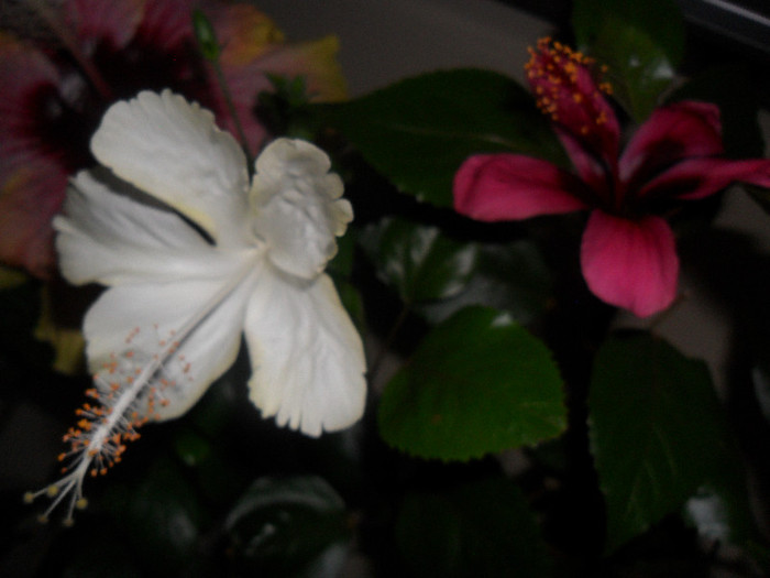Hibiscus White Swann   Fidjian Island - Hibiscus 2012-1