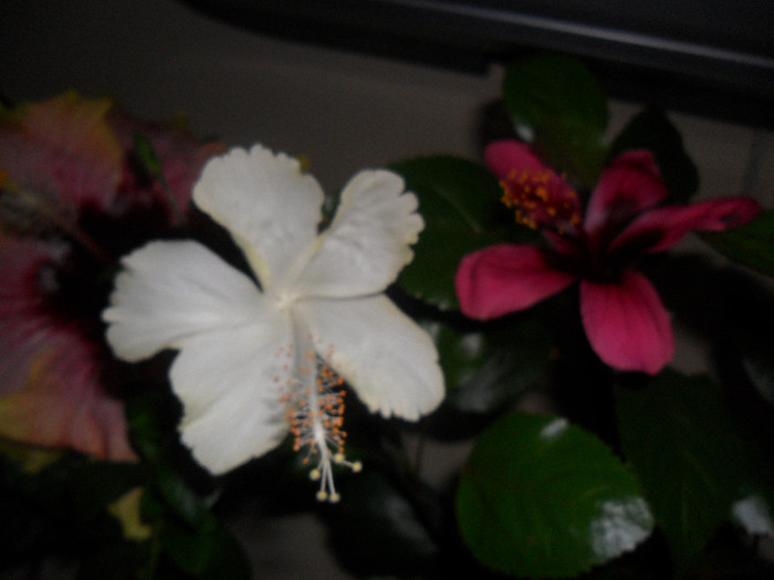Hibiscus frati - Hibiscus 2012-1