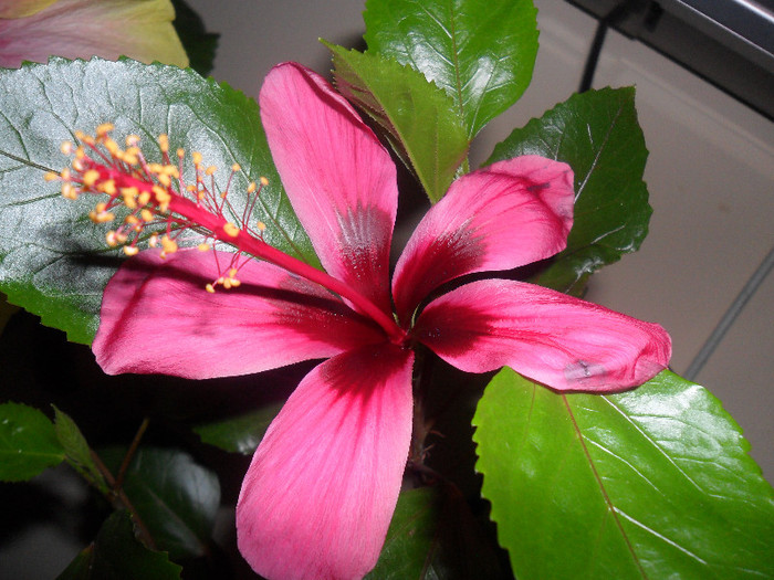 Hibiscus Fidjian Island - Hibiscus 2012-1