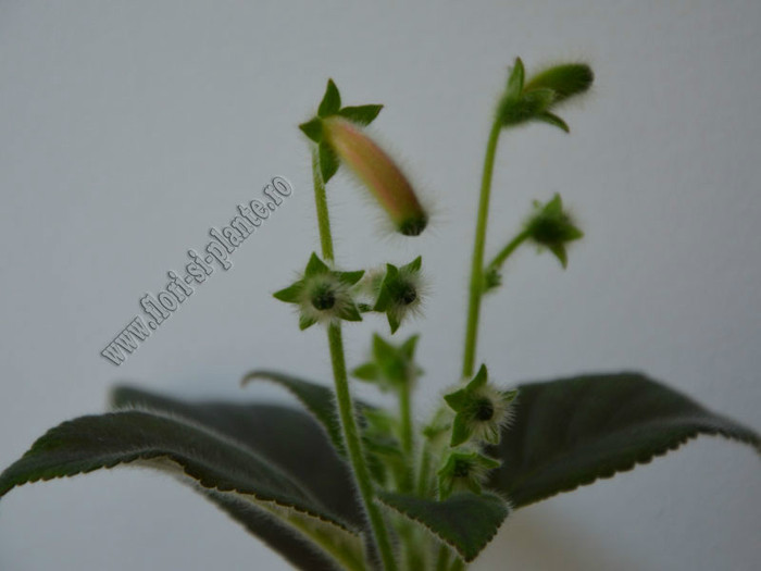 NEW - Kohleria GG Fairy Dust; 2012
