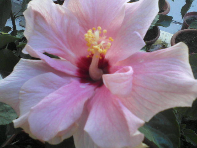 P03-07-12_10.37[1] - hibiscus