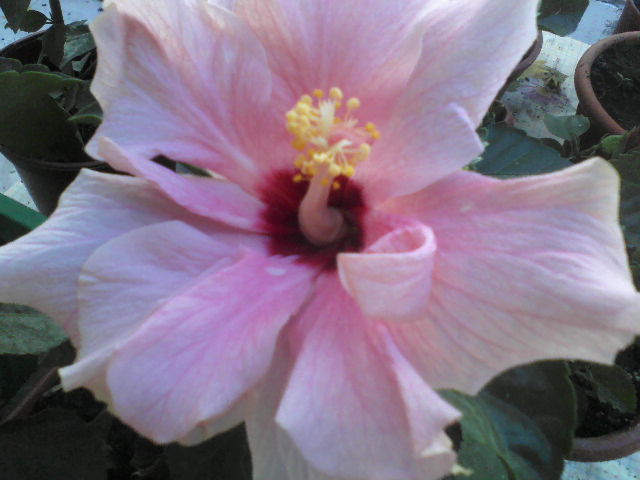 P03-07-12_10.37[3] - hibiscus