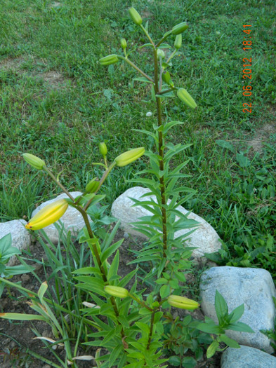 si asa arata - MULTUMESC-TAISIA