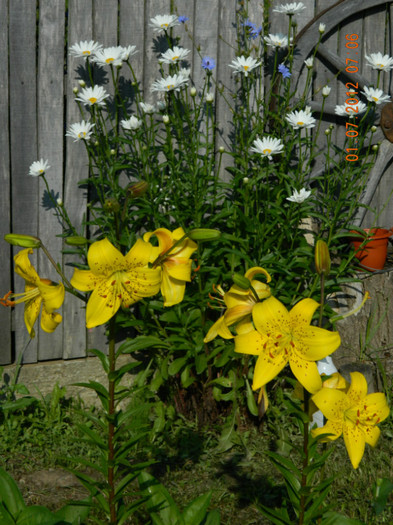 care sunt superbi,multumesc ! - MULTUMESC-TAISIA