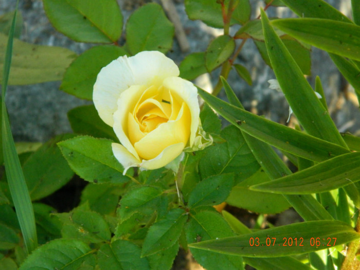 a inflorit un trandafiras  ! - MULTUMESC-TAISIA