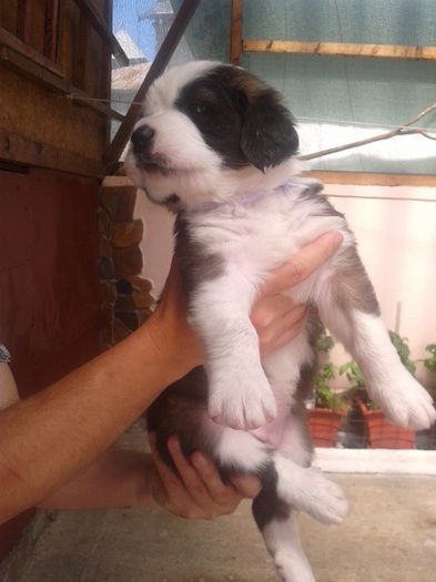 4.Panda.f - Saint Bernard