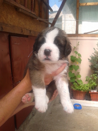 6.AP3.m - Saint Bernard