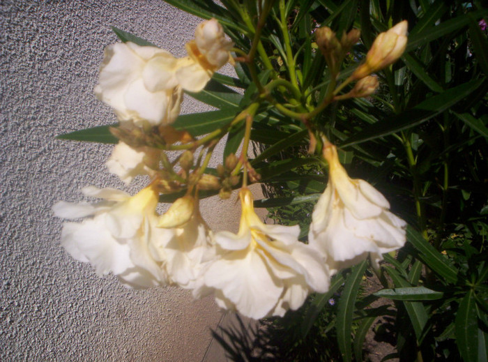 100_4731 - Florile mele