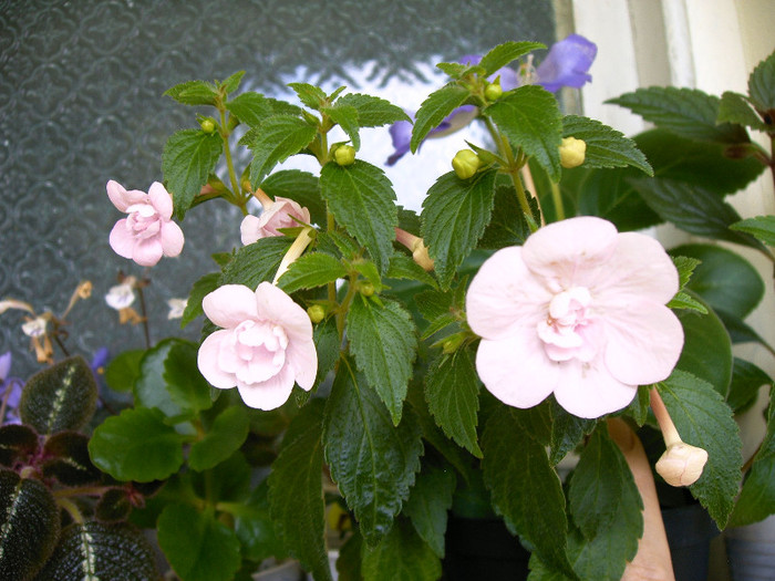 Double Pink Rose - ACHIMENES