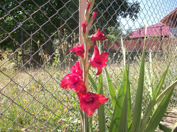 100_1061 - gladiole 2012